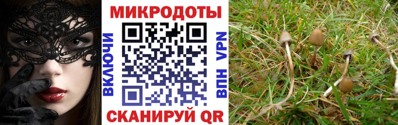 Галлюциногенные грибы Cubensis  Дмитров 